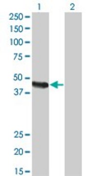 Monoclonal Anti-CPA2 antibody produced in