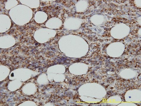Monoclonal Anti-HLA-DMA antibody produced in