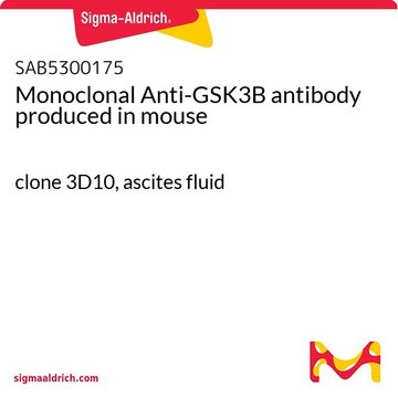 Monoclonal Anti-GSK3B antibody produced in