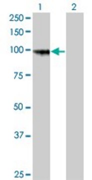 Monoclonal Anti-PCDHGA8 antibody produced in