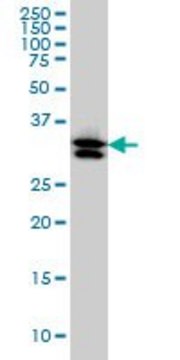 Monoclonal Anti-TXNL1 antibody produced in