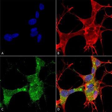 Monoclonal Anti-Lar/Ptprf antibody produced in
