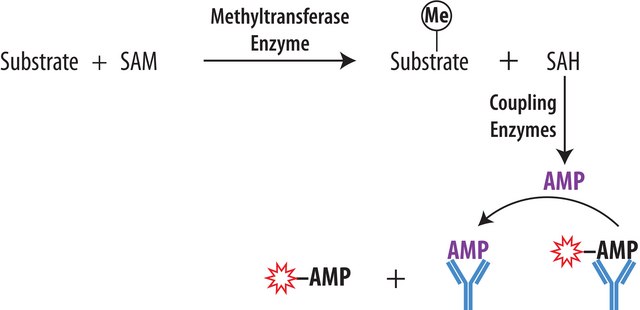 Transcreener® EPIGEN Methyltransferase Assay