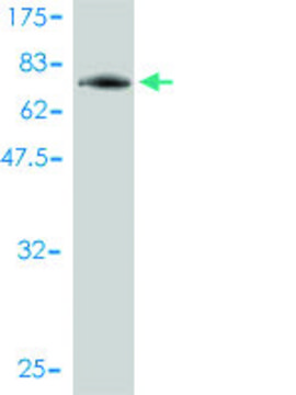 Monoclonal Anti-PIGO antibody produced in