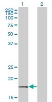 Monoclonal Anti-BTF3 antibody produced in