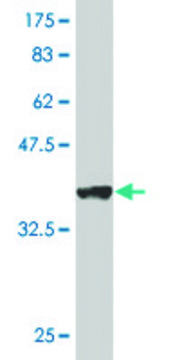 Monoclonal Anti-VDAC1 antibody produced in