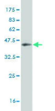 Monoclonal Anti-HUNK antibody produced in