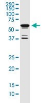 Monoclonal Anti-POU3F2 antibody produced in