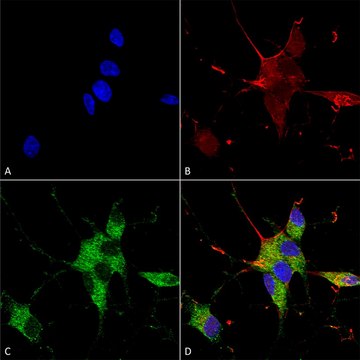Monoclonal Anti-Nrcam antibody produced in