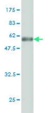 Monoclonal Anti-TSSK3 antibody produced in