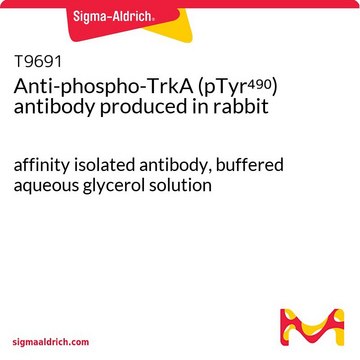 Anti-phospho-TrkA (pTyr???) antibody produced in