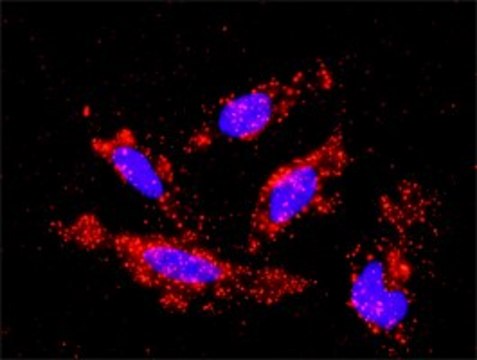 Monoclonal Anti-MAP3K1 antibody produced in