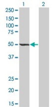 Monoclonal Anti-ZWILCH antibody produced in