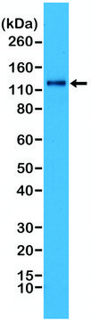 Anti-N-Cadherin (CDH2) antibody, Rabbit monoclonal