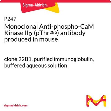 Monoclonal Anti-phospho-CaM Kinase II? (pThr²??)