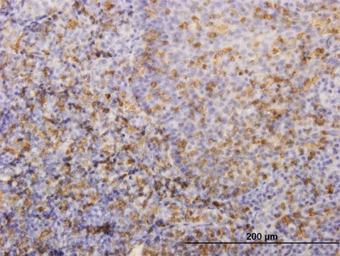 Monoclonal Anti-HLA-DRB4 antibody produced in
