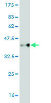 Monoclonal Anti-CBX2 antibody produced in