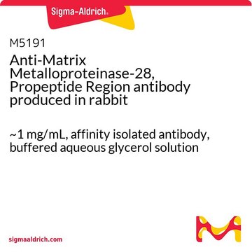 Anti-Matrix Metalloproteinase-28, Propeptide Region antibody