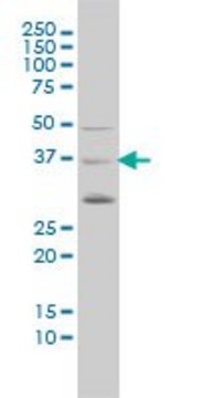 Monoclonal Anti-PCGF4 antibody produced in