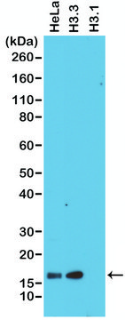 Anti-Histone H3.3 antibody, Rabbit monoclonal