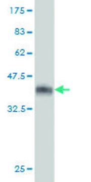 Monoclonal Anti-SPIRE1 antibody produced in