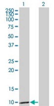 Monoclonal Anti-CCL3 antibody produced in