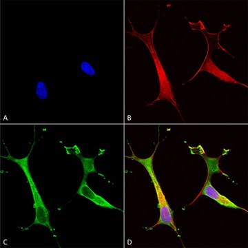Monoclonal Anti-Snat1 - Apc antibody