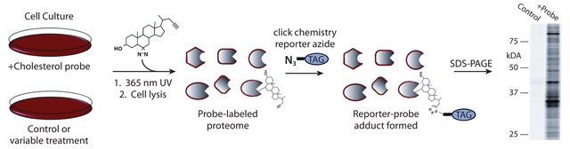 Photo-reactive Clickable trans-Sterol Probe