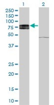 Monoclonal Anti-IL22RA1 antibody produced in