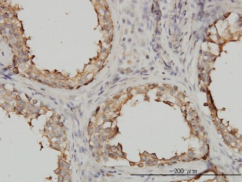 Monoclonal Anti-TUBA1 antibody produced in