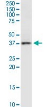 Monoclonal Anti-RAMP3 antibody produced in