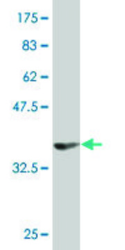 Monoclonal Anti-MPP5 antibody produced in