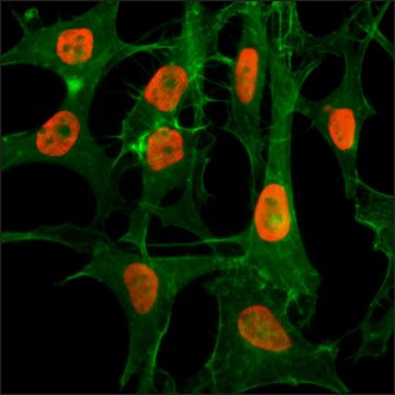 Anti-Acetyl-Histone H3 (Lys56) antibody, Rabbit
