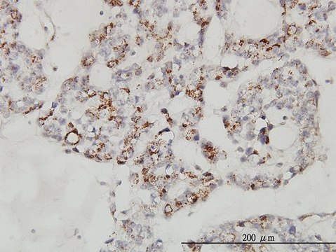Monoclonal Anti-MCFD2 antibody produced in