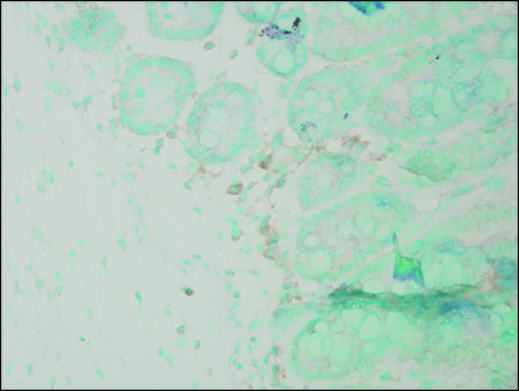 Anti-CANX antibody produced in rabbit