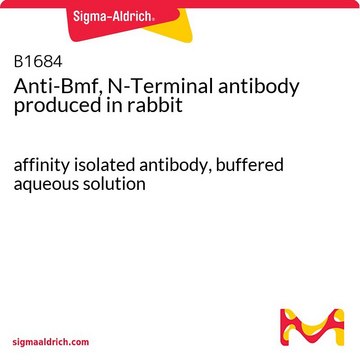 Anti-Bmf, N-Terminal antibody produced in