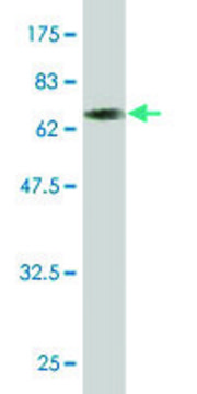 Monoclonal Anti-TOB2 antibody produced in