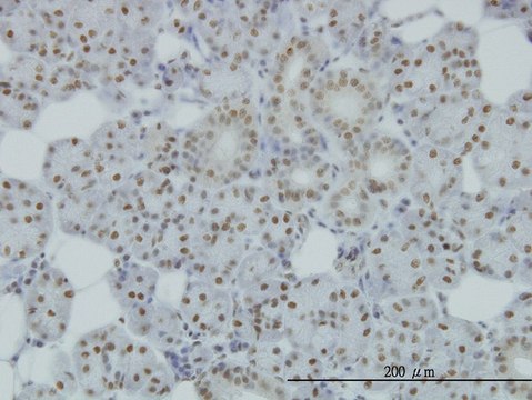 Monoclonal Anti-SMC1L1 antibody produced in