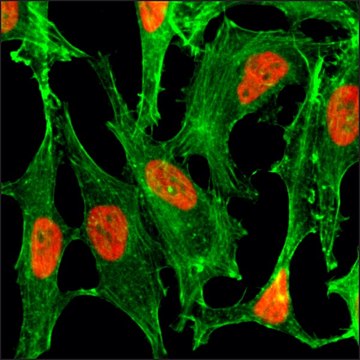 Anti-Acetyl-Histone H2B (Lys23) antibody, Rabbit