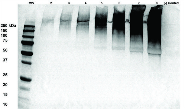 Monoclonal Anti-Alginate antibody produced in