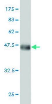 Monoclonal Anti-SART2 antibody produced in