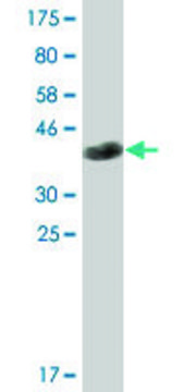 Monoclonal Anti-EML1 antibody produced in