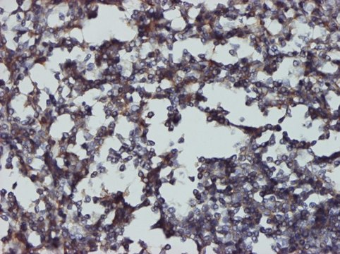 Monoclonal Anti-CD48 antibody produced in