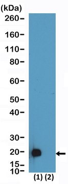 Anti-DDDDK-Tag Rabbit Monoclonal Antibody
