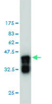 Monoclonal Anti-APBB2 antibody produced in