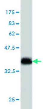 Monoclonal Anti-SLIT3 antibody produced in
