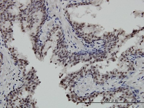 Monoclonal Anti-STK32C antibody produced in