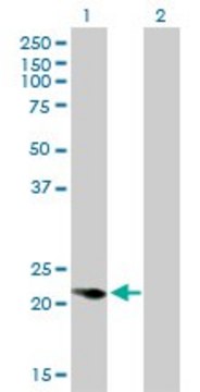 Monoclonal Anti-CAPS antibody produced in