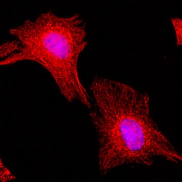 Anti-alpha-Tubulin antibody, Rabbit monoclonal
