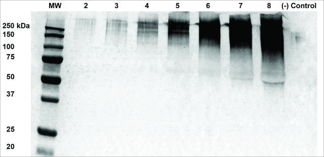 Monoclonal Anti-Alginate - Fitc antibody
